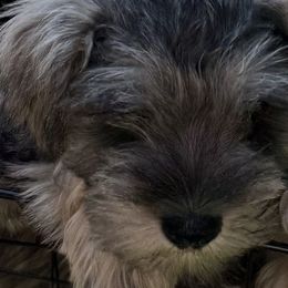 Miniature Schnauzers from Sweet and Spicy Schnauzers