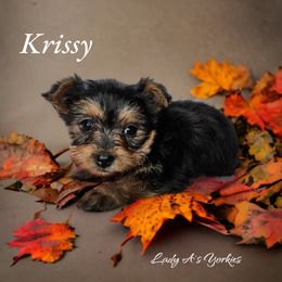 Yorkshire Terrier Puppies from Lady A's Yorkies