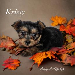 Yorkshire Terrier Puppies from Lady A's Yorkies