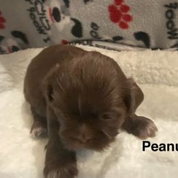 Peanut - Chocolate male Shih Tzu puppy in Riverside, California from AKC Shih Tzu of California