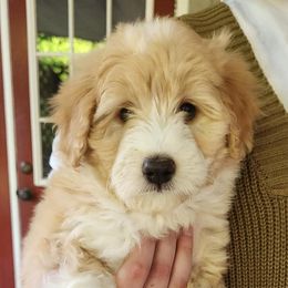 Aussiedoodle Puppies from My Classy Doodles