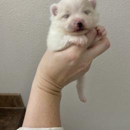 White and cream - White male Pomeranian puppy in Kelso, Washington from Highlander Pomeranians