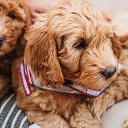 Goldendoodle Puppies from Deer Valley Doodles