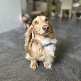 Quest - Dachshund