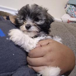 Aurora - Black white and silver female Shihpoo puppy in Pacolet, South Carolina from Kelli's Pups