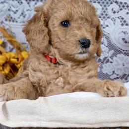 Toffee - Red  male Goldendoodle puppy in Boise, Idaho from Goldendoodle Baby
