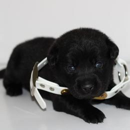 Cobra - Black male Labrador Retriever puppy in Morrilton, Arkansas from Ancient Dogges Performance Dogs