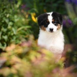Australian Shepherd Puppies from Paramount Aussies
