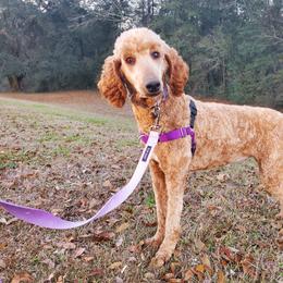 Meridia - Poodle