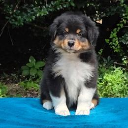 Manhattan   Boy3 - Black tri-color male Australian Shepherd puppy in Maryland from Lake Shore Australian Shepherds
