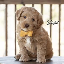 Australian Labradoodle Puppies from Integrity Labradoodles