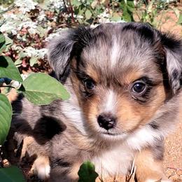 Miniature Australian Shepherd and Toy Australian Shepherd Puppies from Heritage Homestead