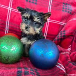 Christmas - Black and tan female Yorkshire Terrier puppy in Riverside, California from Empire Yorkies
