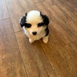 Mason - White and black male Pembroke Welsh Corgi puppy in Atascadero, California from California Corgis and Kunes