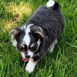 Gunner - Blue and white male Chihuahua puppy in Tyler, Texas from Fancy Pants Chihuahua’s
