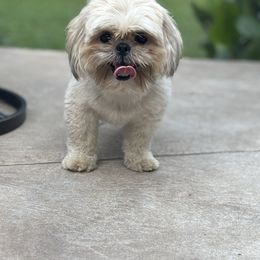 Dolly - Shih Tzu