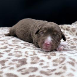 Boy 3 - Red tri male Miniature Australian Shepherd puppy in Arcadia, Indiana from Sunset Cowgirl Mini Aussies