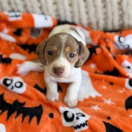 Chocolate And Tan Dapple Piebald - Dapple female Dachshund puppy in Blackstone, Virginia from Cheyenne's Dachshunds