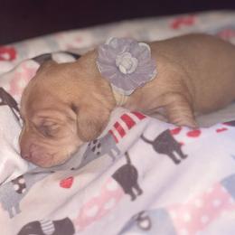 Peach - Cream female Dachshund puppy in Saint Paul, Minnesota from Vibrant Eyes Doxies