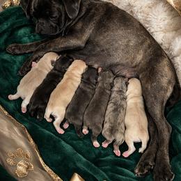 Chinchilla - White male Pug puppy in Tulsa, Oklahoma from Locust Creek Pugs