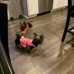 Yorkshire Terrier Puppies from Missy Lu Lap Puppies