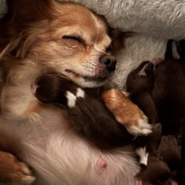 Chihuahuas from Starlit Paws Chihuahuas