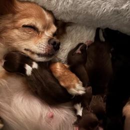 Chihuahuas from Starlit Paws Chihuahuas