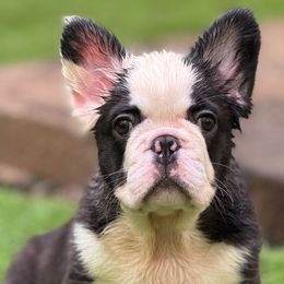 Jefe - Brindle and white male French Bulldog puppy in Woodstock, Georgia from Roman Dynasty Kennels