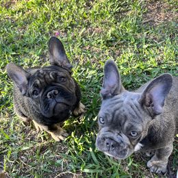 French Bulldog puppies from Fruggies