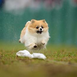 Pomeranians from Oak Leaf Landing