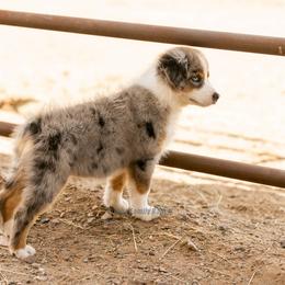 Aussiedoodle and Miniature American Shepherd Puppies from King Family Ranch