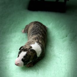 Boy 3 - Red brindle Whippet puppy in Williamsport, Pennsylvania from Willowisp Whippets