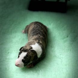 Boy 3 - Red brindle Whippet puppy in Williamsport, Pennsylvania from Willowisp Whippets