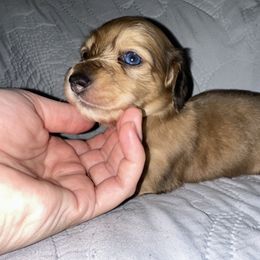 Dachshund Puppies from KCM Doxies