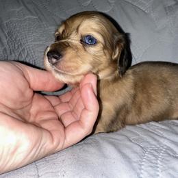 Dachshund Puppies from KCM Doxies