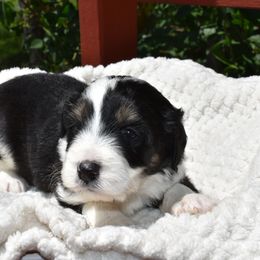 Jim - male Australian Mountain Doodle puppy in Angola, Indiana from Classic City Doodles