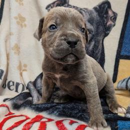 Navy Blue collar: Basil - Gray male Cane Corso puppy in Franktown, Colorado from Earth and Ship Cane Corso