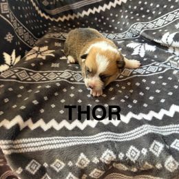 Thor - Sable male Pembroke Welsh Corgi puppy in Sherwood, Michigan from Patrick's Puppies