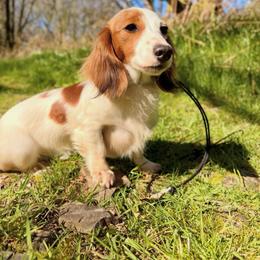 Pudding - Dachshund