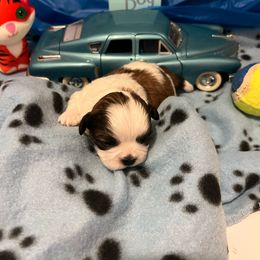 Boy 1 - Black gold and silver Shih Tzu puppy in Spartanburg, South Carolina from Vicky‘s precious paw’s