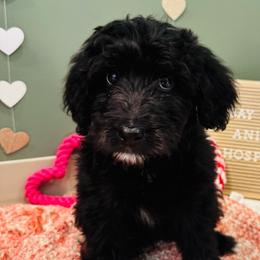 Male 5 - Black and white male Aussiedoodle puppy in Saratoga Springs, New York from Rock Springs Australian Shepherds