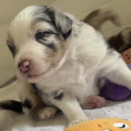 Drake Maye - Blue merle male Australian Shepherd puppy in Sudbury, Massachusetts from Wild Atlantic  Aussies