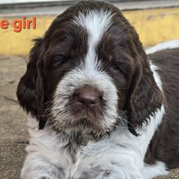 Orange girl - Brown roan female Spinone Italiano puppy in Florida from Starfire Leonbergers and Spinone Italiano