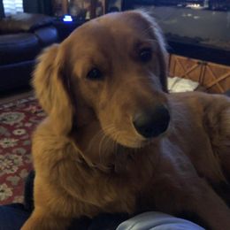 Golden Retriever All Grown Up from Precious Golden Retrievers