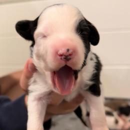 Boy 3 - Black and white male Aussiedoodle puppy in Martin County, Florida from Biggie Ranch