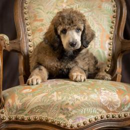 Poodle Puppies from Setting the Standard Poodles