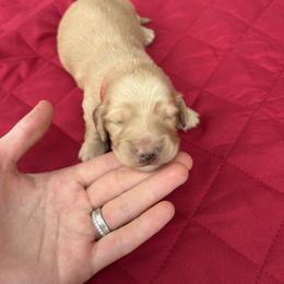 Biscuit - Cream male Dachshund puppy in Hawley, Texas from Little e Dachshunds
