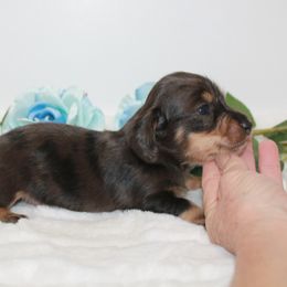 Boy 3 - Chocolate and cream male Dachshund puppy in Collins, Georgia from Liberty Longhair Dachshunds