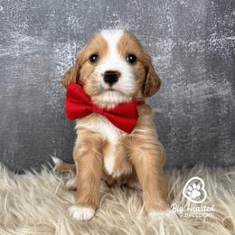 Boy 4 - male Companion Cross puppy in Utah County, Utah from Big Hearted Breeders