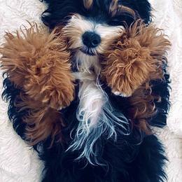 Daisy - Bernedoodle